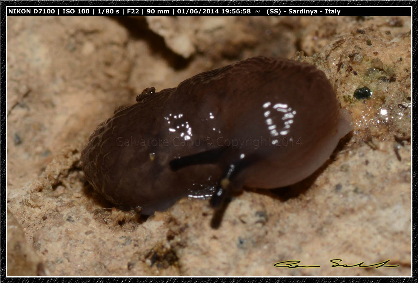 Ricerca Limax in Sardegna